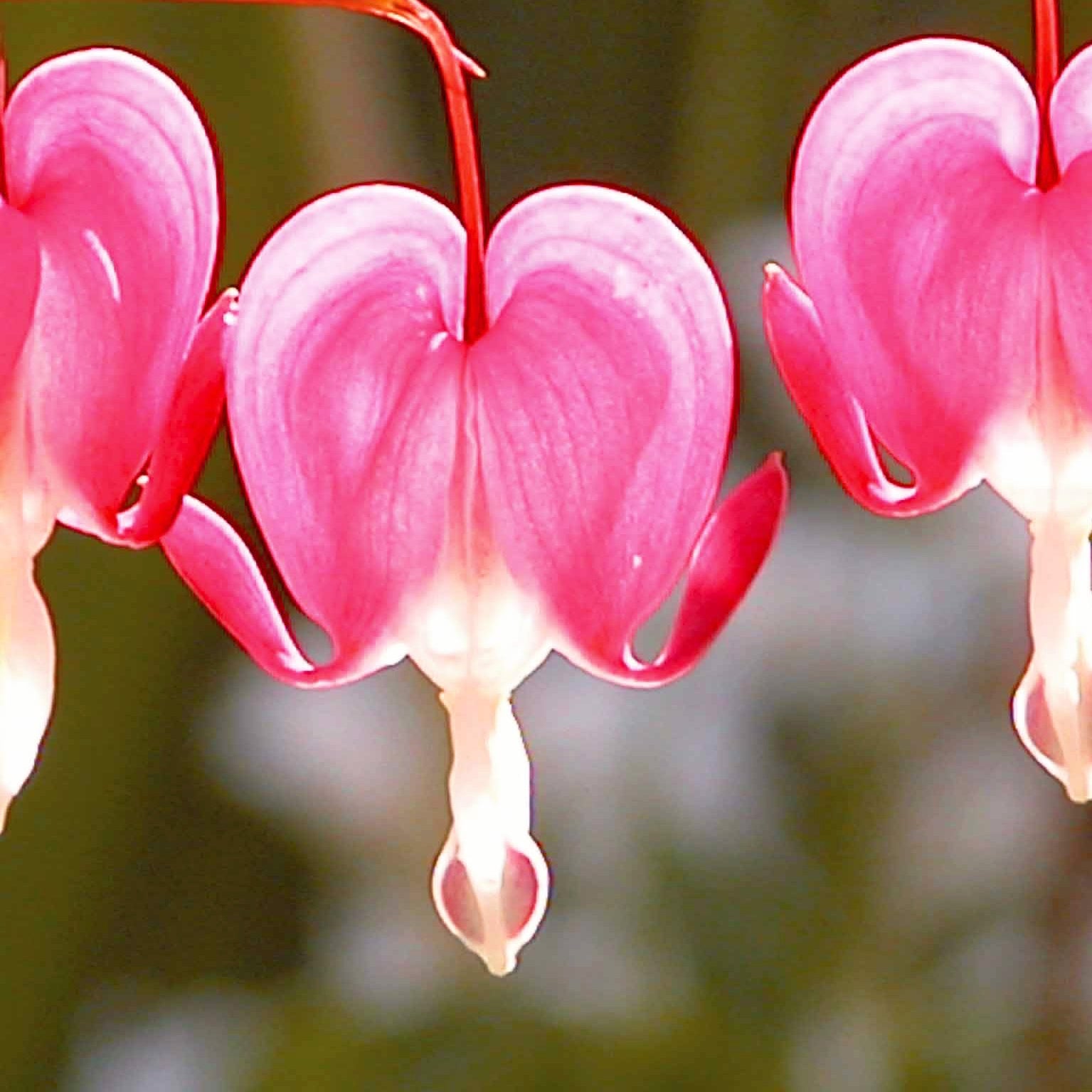 4 Coeur de Marie en mélange - Dicentra spectabilis