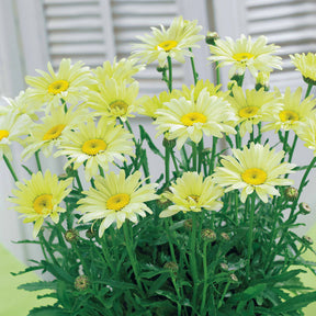 Collection de 6 Marguerites colorées