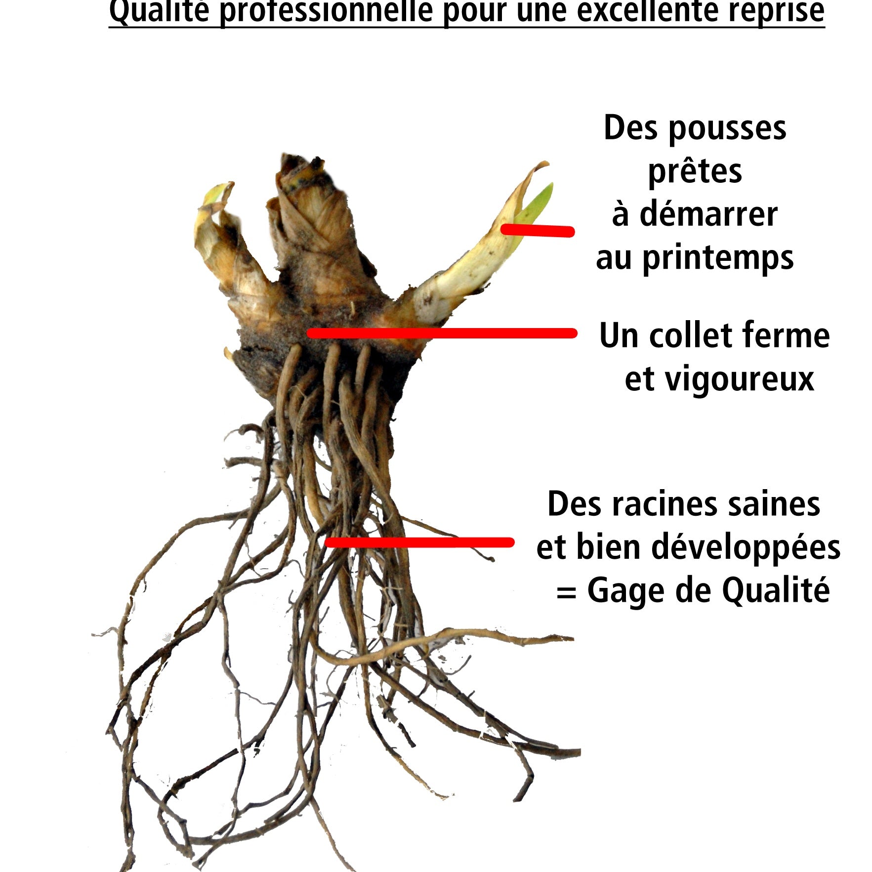 Collection de 6 Iris de jardin : Lasso, Bordure, Sangreal - Iris germanica  (2 lasso, 2 bordure, 2 sangreal)