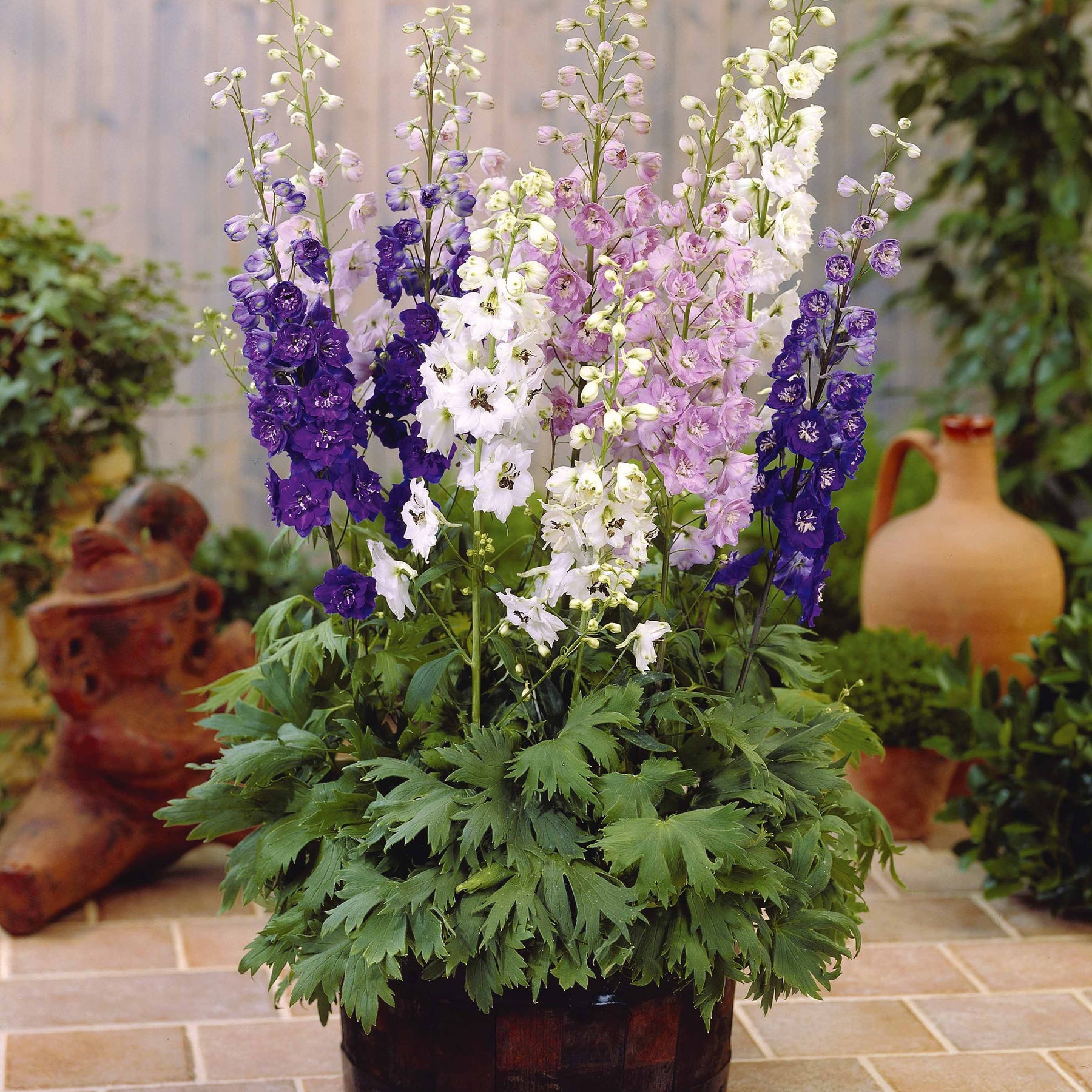 2 Delphiniums Magic Fountain en mélange - Willemse