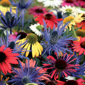 3 Rudbeckias et Chardon bleu en mélange - Echinacea, eryngium alpinum - Fleurs vivaces