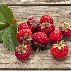 Fragaria pineberry ® framberry ® - Collection de 4 fraisiers originaux - Collections de fruitiers