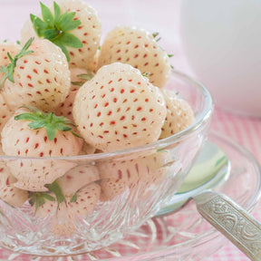 Collections de fruitiers - Collection de 4 fraisiers originaux - Fragaria pineberry ® framberry ®