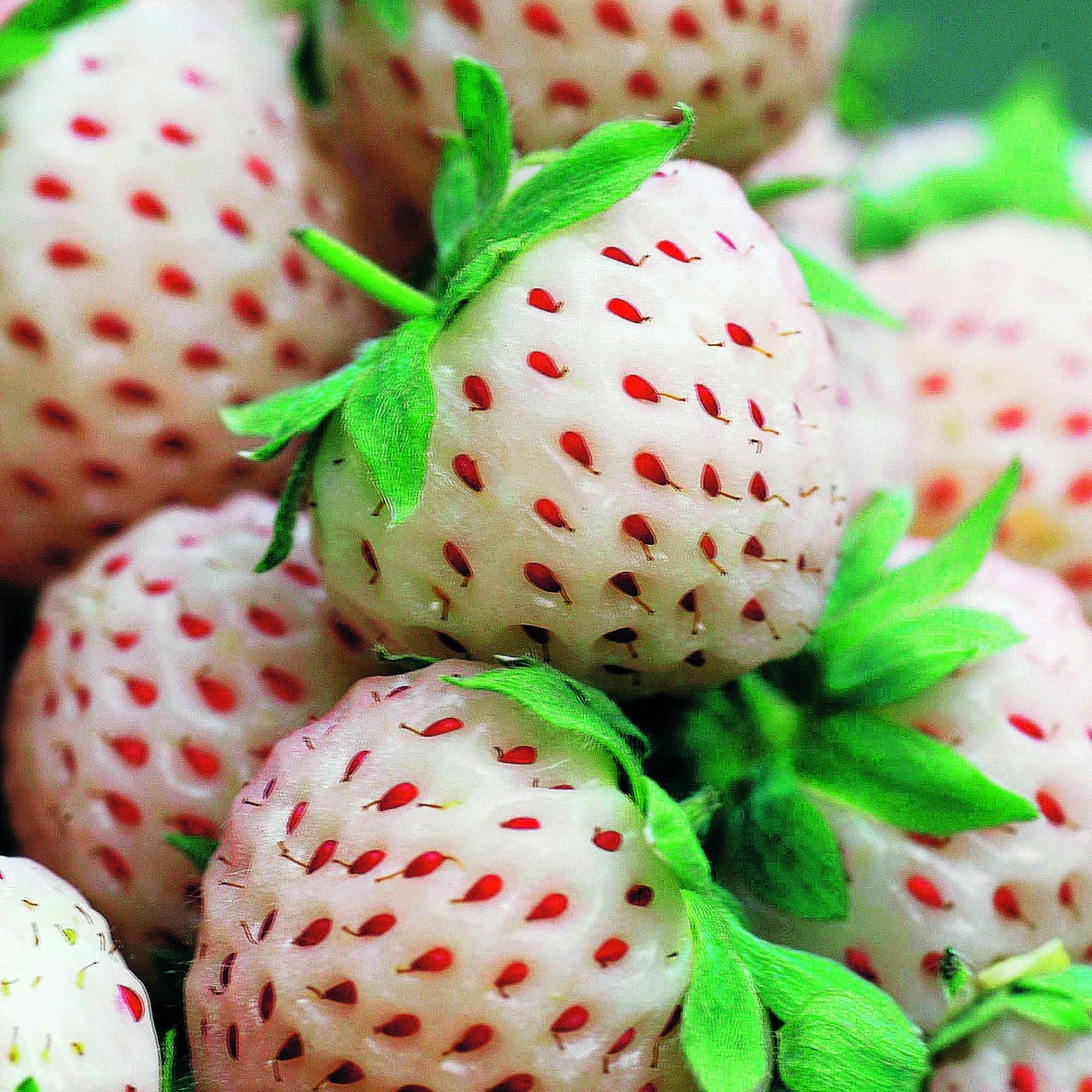 Collection de 4 fraisiers originaux - Fragaria pineberry ® framberry ® - Willemse