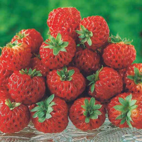 Vente Collection de 4 fraisiers originaux - Fragaria pineberry ® framberry ®