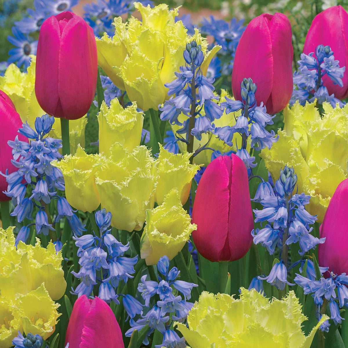 20 Bulbes pour massif tricolore en mélange - Tulipa rundal palace, tulipa yosemite, hyacinthoid - Plantes