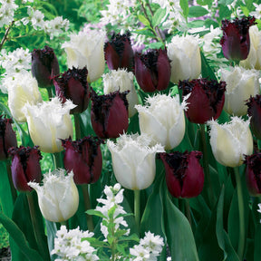 10 Tulipes frangées Pôle Nord et Labrador en mélange - Willemse