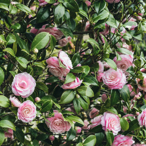 Collection de 3 arbustes d'ombre : hortensia, camélia, bambou - Hydrangea macrophylla, camelia japonica, fargesia