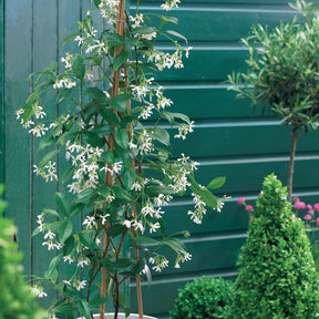 Collection de 3 grimpantes : jasmin, glycine, hortensia grimpant - Trachelospermum jasminoides, wisteria, hydrangea p - Arbustes