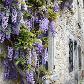 Collection de 3 grimpantes : jasmin, glycine, hortensia grimpant - Trachelospermum jasminoides, wisteria, hydrangea p - Collections d'arbustes