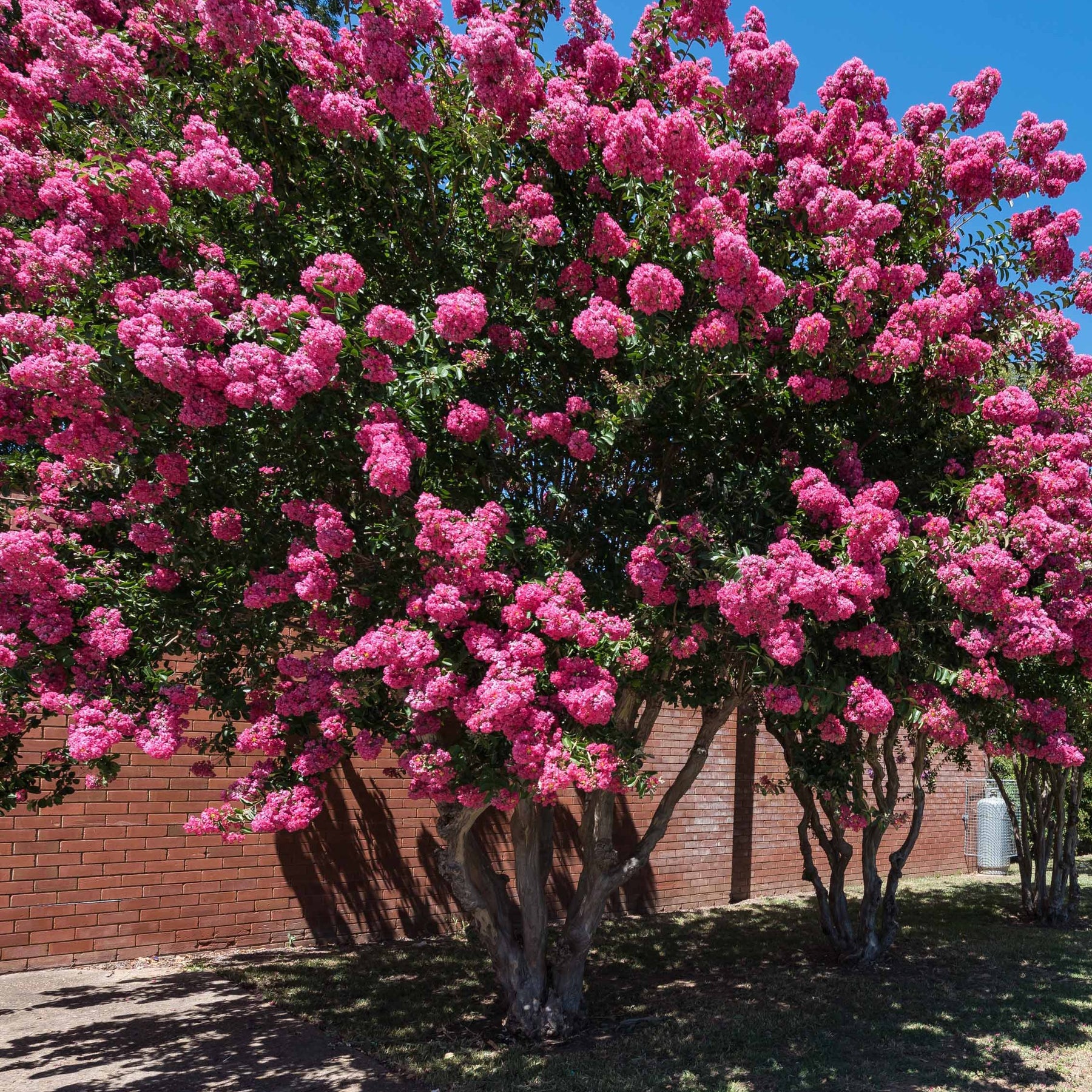 Collection de 3 arbustes : lagerstroemia, callistemon, genêt - Lagerstroemia indica, callistemon laevis, cytisus