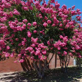 Collection de 3 arbustes : lagerstroemia, callistemon, genêt - Lagerstroemia indica, callistemon laevis, cytisus