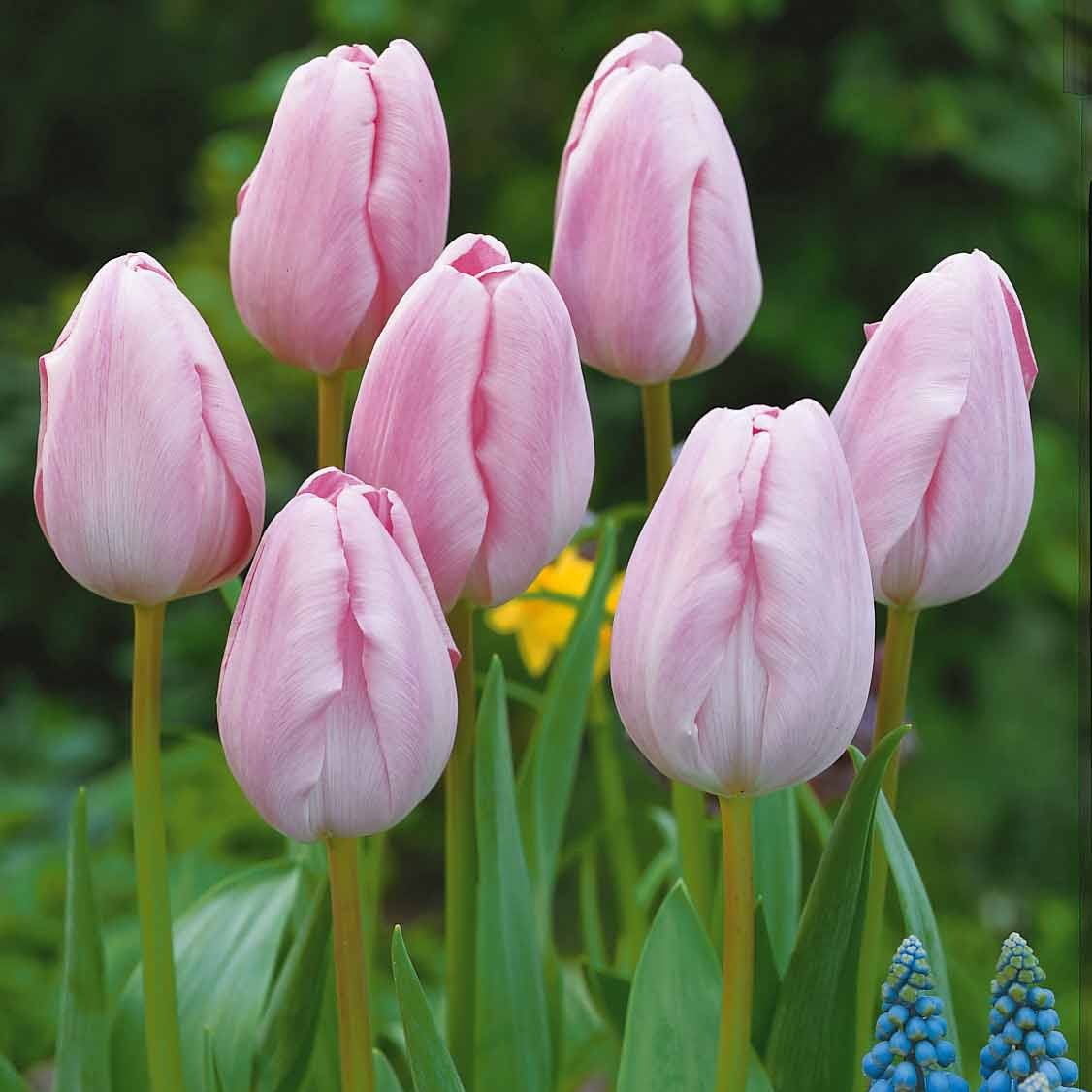 Tulipa - Collection de 20 Tulipes à longues tiges - Tulipe