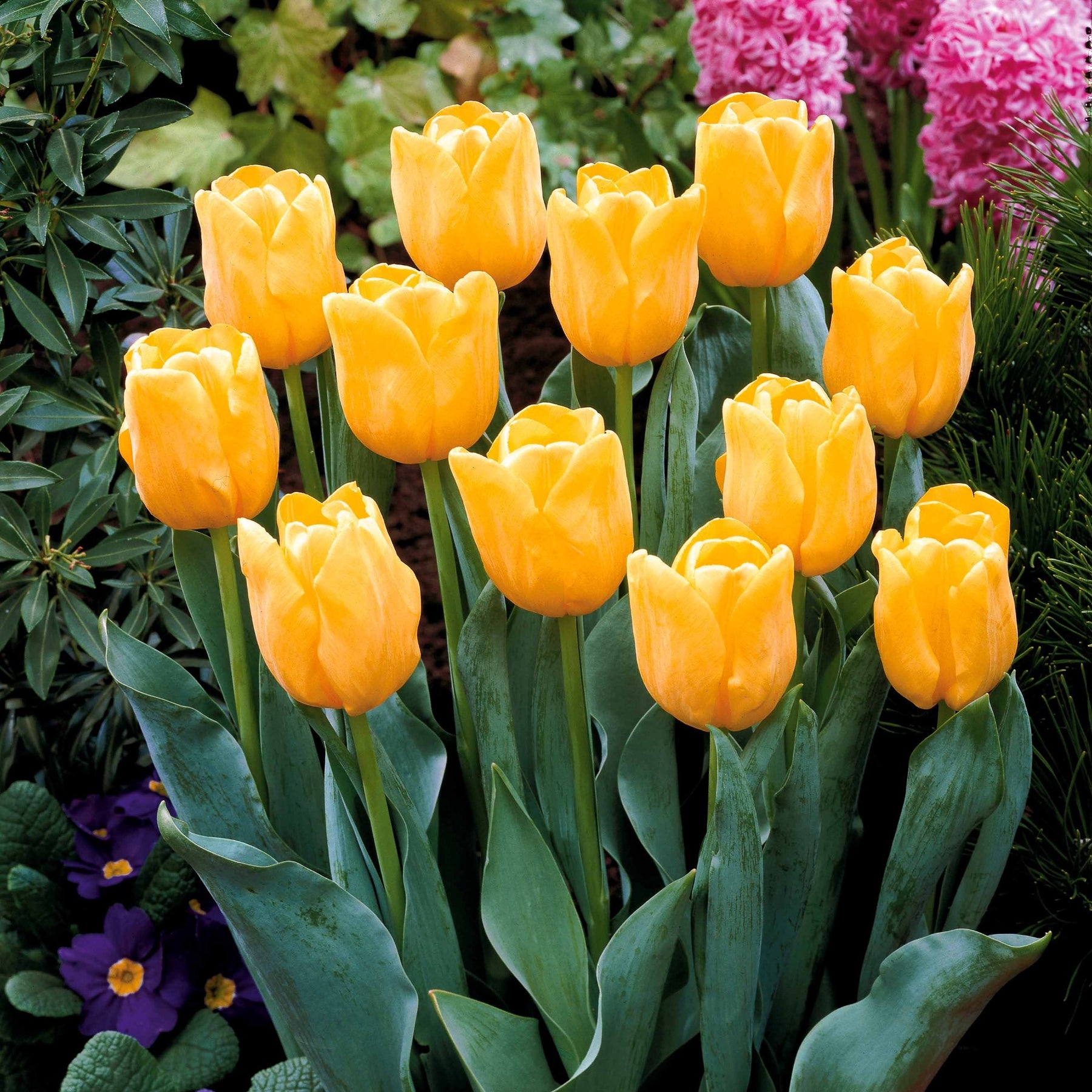 Vente Collection de 20 Tulipes à longues tiges - Tulipa