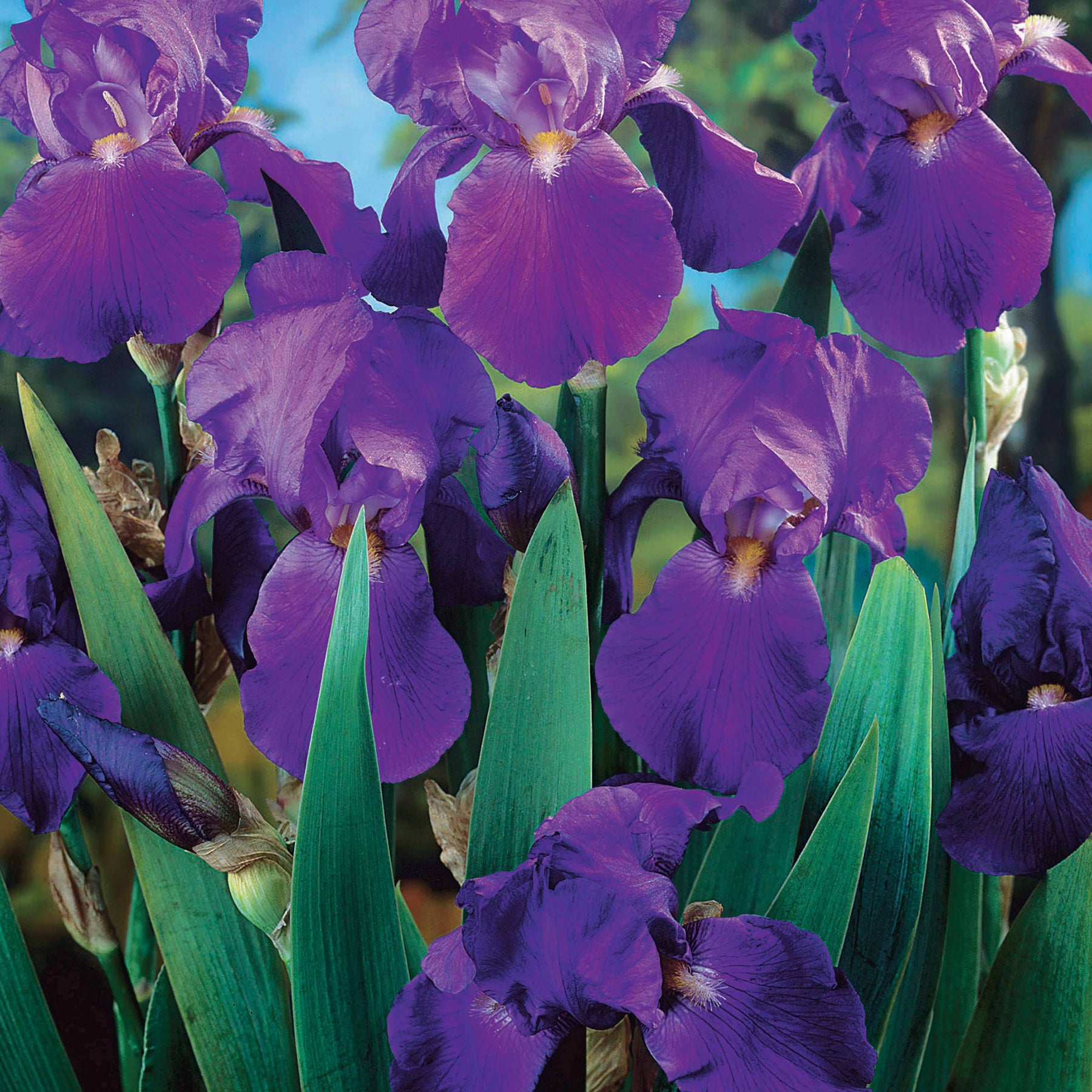 Collection de 6 Iris remontants Autumn Encoree et Lovely Again - Iris germanica autumn encore, lovely again - Plantes vivaces