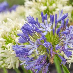 Collection de 7 plantes vivaces pour jardins et pots - Gaura lindheimeri whirling butterflies , agapanthus umbellatus