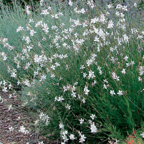 Collection de 7 plantes vivaces pour jardins et pots - Gaura lindheimeri whirling butterflies , agapanthus umbellatus - Plantes vivaces