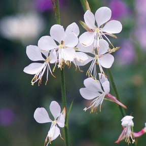 Collection de 7 plantes vivaces pour jardins et pots - Gaura lindheimeri whirling butterflies , agapanthus umbellatus - Collections de vivaces