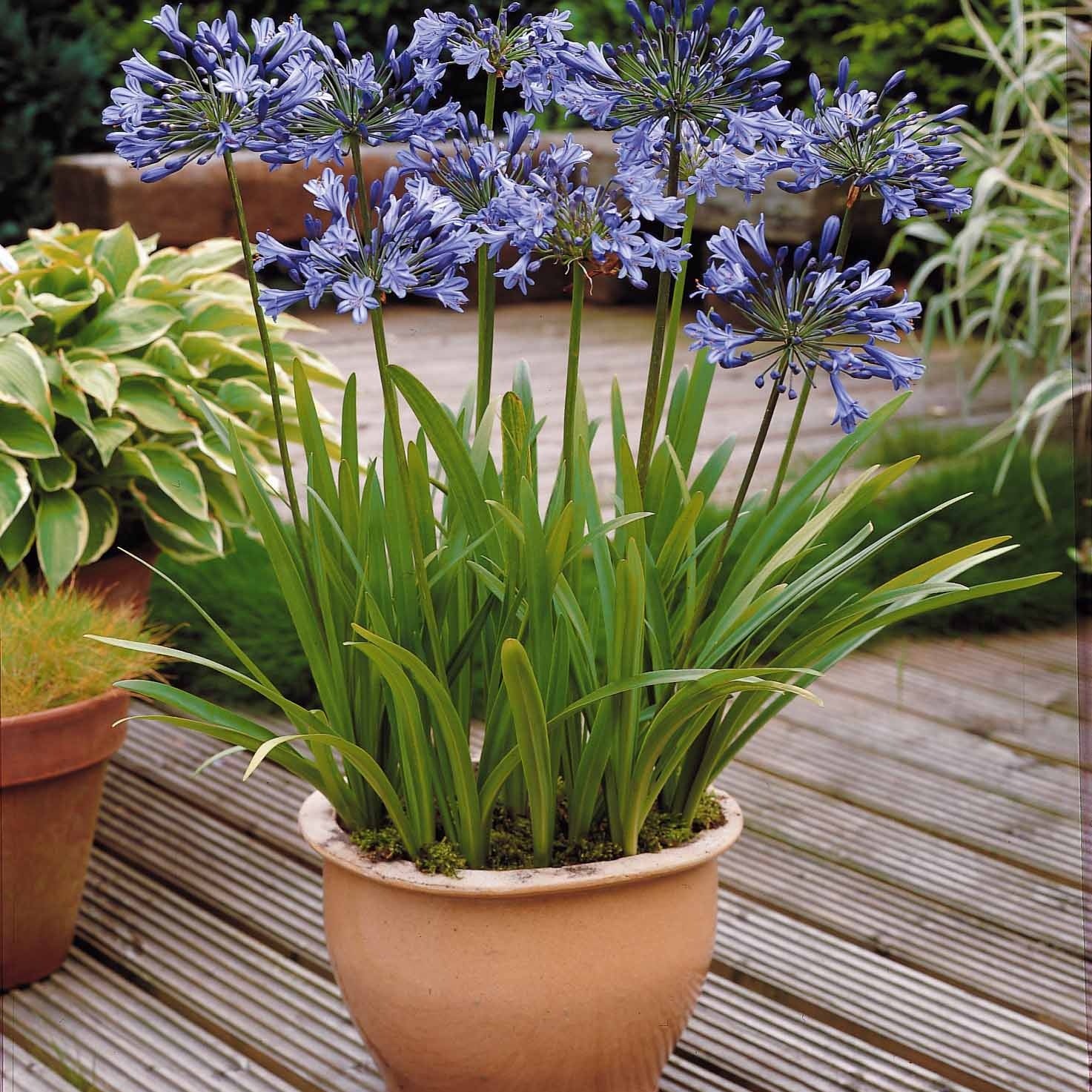 Collection de 7 plantes vivaces pour jardins et pots - Gaura lindheimeri whirling butterflies , agapanthus umbellatus