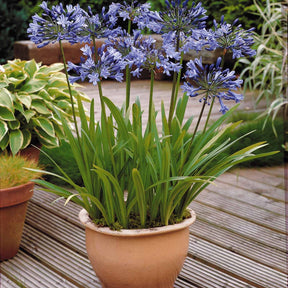 Collection de 7 plantes vivaces pour jardins et pots - Gaura lindheimeri whirling butterflies , agapanthus umbellatus