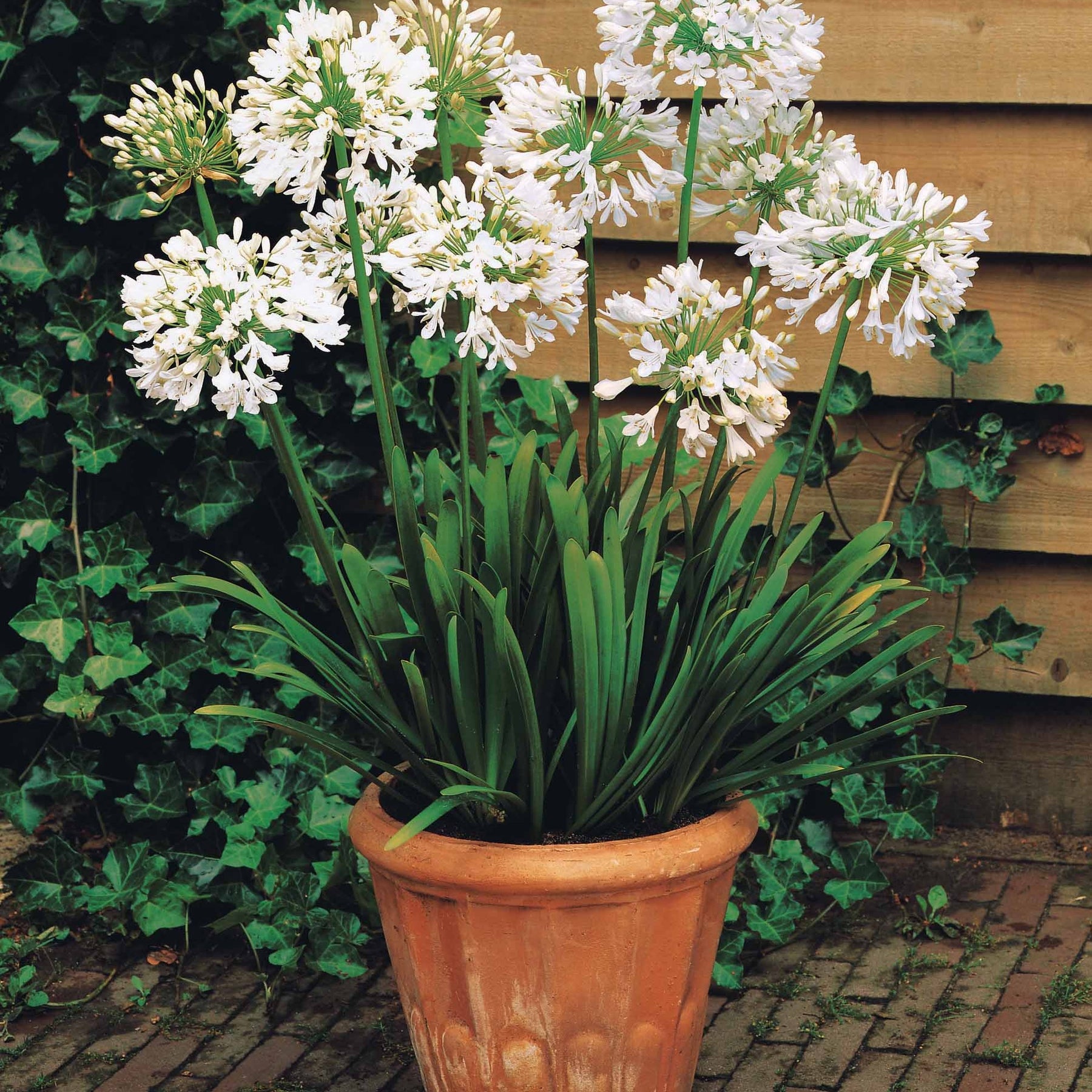 Collection de 7 plantes vivaces pour jardins et pots - Gaura lindheimeri whirling butterflies , agapanthus umbellatus