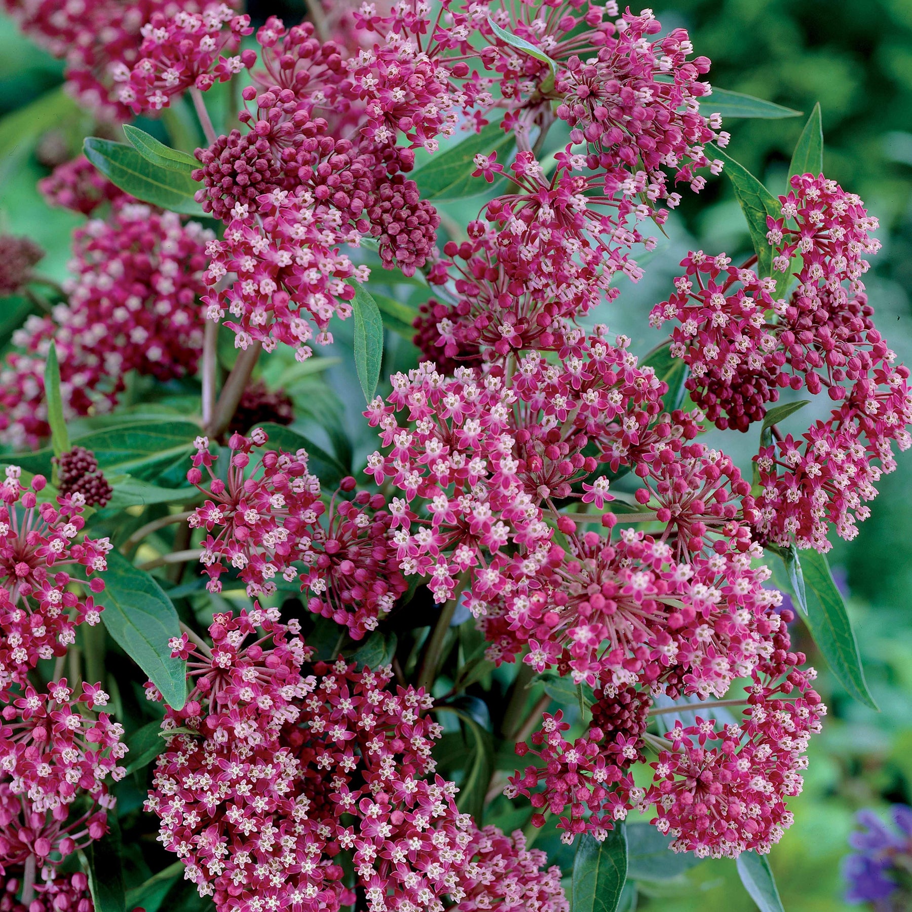 Collection de 12 plantes vivaces pour jardin coloré - Alchemilla mollis, Leucanthemum superbum, Salvia nemorosa, Asclepia incarnata - Collections de vivaces