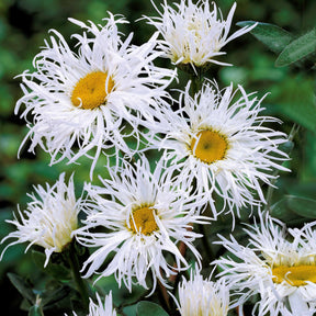 Collection de 12 plantes vivaces pour jardin coloré - Alchemilla mollis, Leucanthemum superbum, Salvia nemorosa, Asclepia incarnata