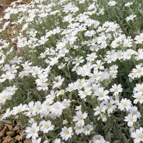 Collection de 9 plantes vivaces à fleurs blanches - Agapanthus, cerastium tomentosum, gaura lindheimeri, geranium pratens