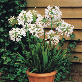 Collection de 9 plantes vivaces à fleurs blanches - Agapanthus, cerastium tomentosum, gaura lindheimeri, geranium pratens