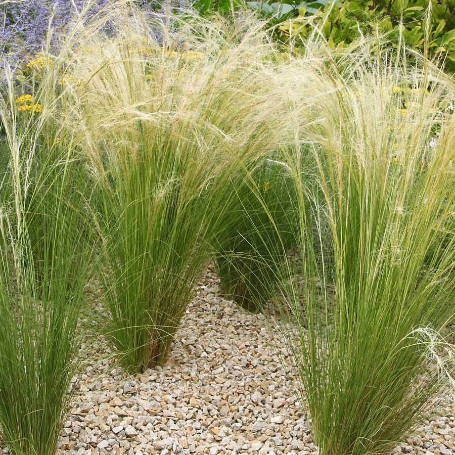 Collection de 6 plantes vivaces pour extérieur moderne - Stipa tenuissima, Muhlenbergia capillaris, Lavandula angustifolia