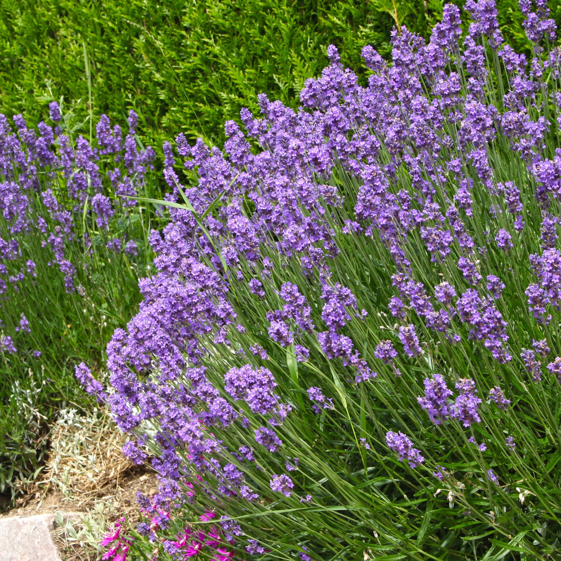 Collection de 6 plantes vivaces pour extérieur moderne - Stipa tenuissima, Muhlenbergia capillaris, Lavandula angustifolia