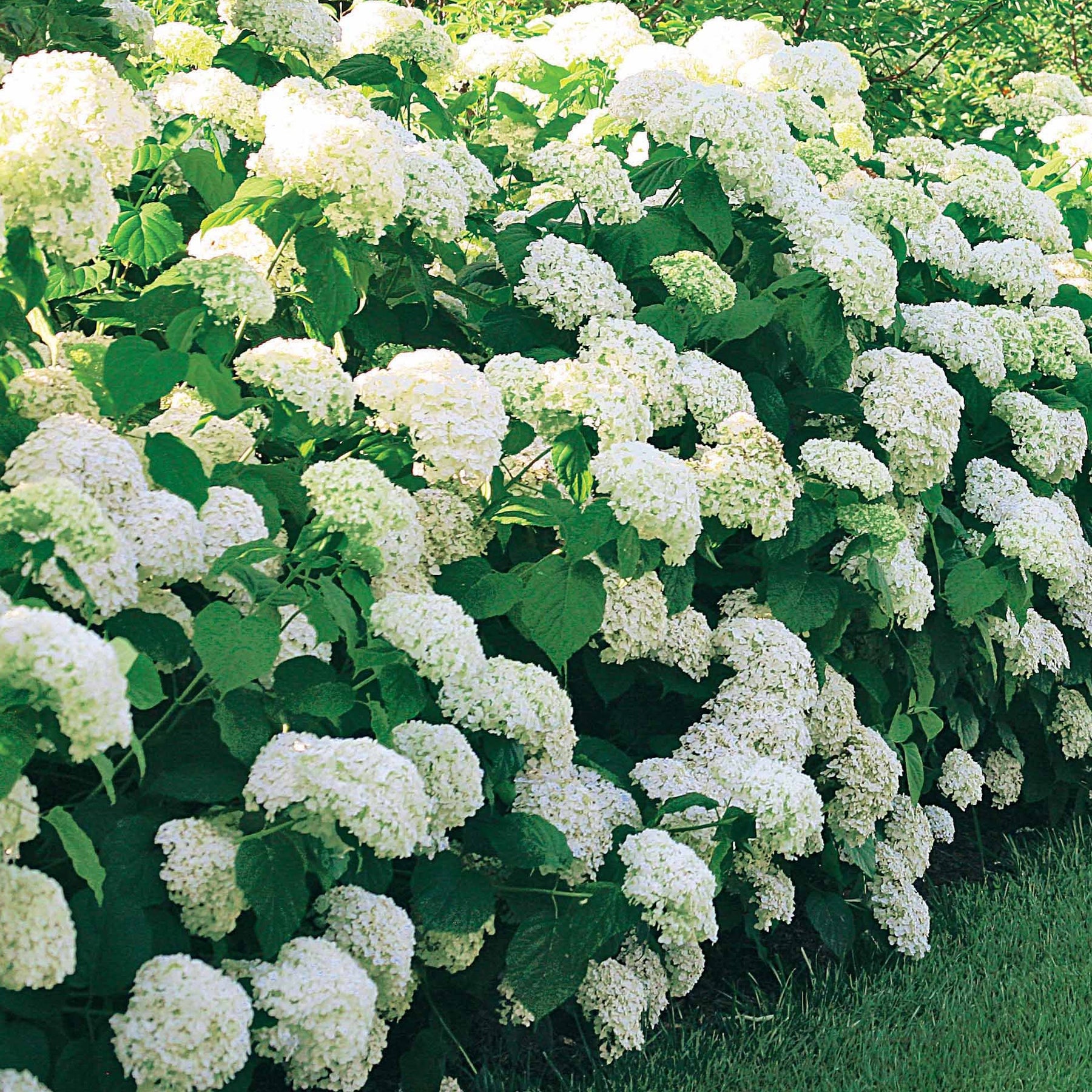 Collection d'Hortensias pour massifs et haies fleuris - 3 arbustes - Hydrangea macrophylla - Arbustes