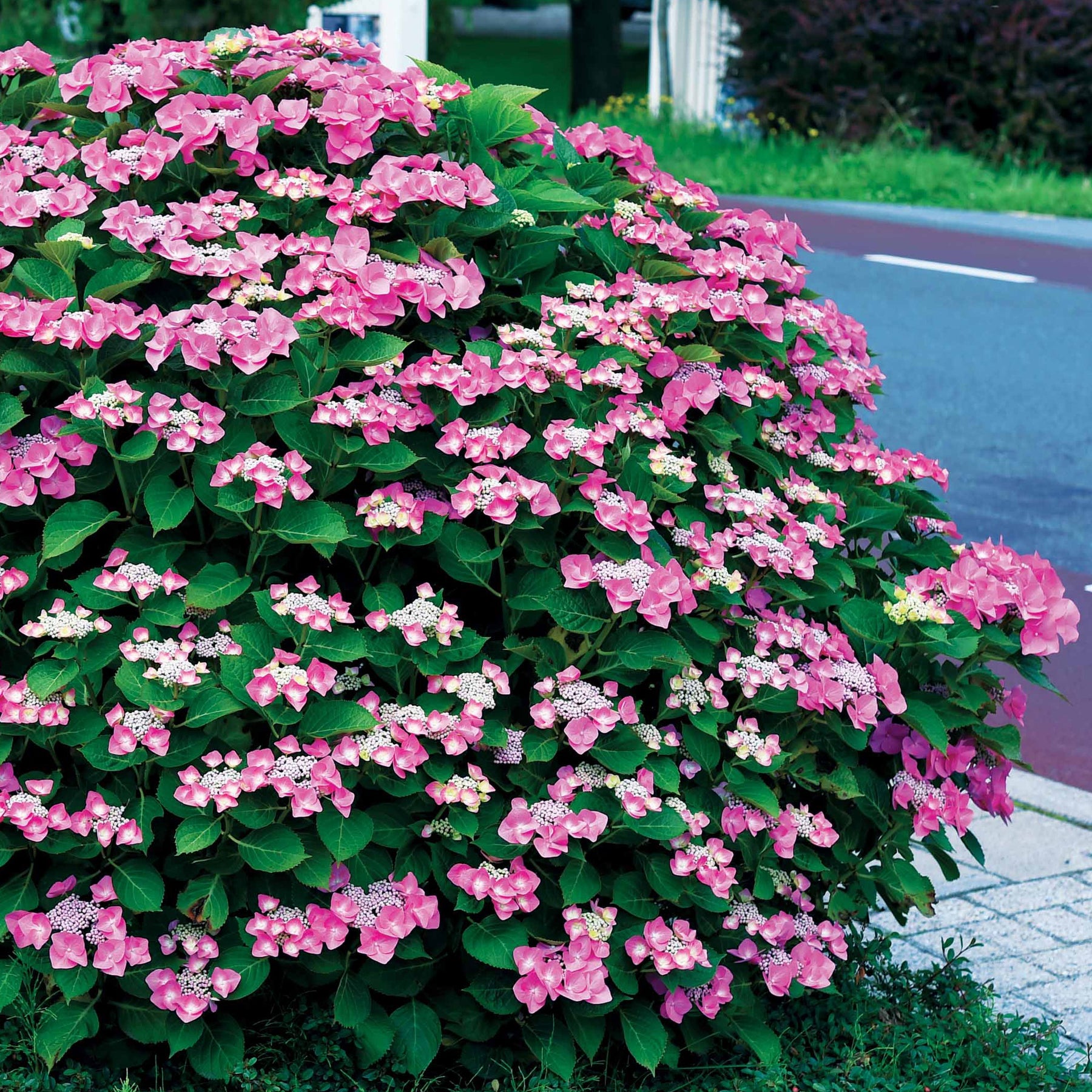 Collection d'Hortensias pour massifs et haies fleuris - 3 arbustes - Hydrangea macrophylla - Hortensias