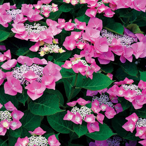 Collection d'Hortensias pour massifs et haies fleuris - 3 arbustes - Hydrangea macrophylla