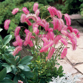 Vente Collection de 5 Pimprenelles et de Veroniques - Sanguisorba obtusa, Veronicastrum virginicum Cupid