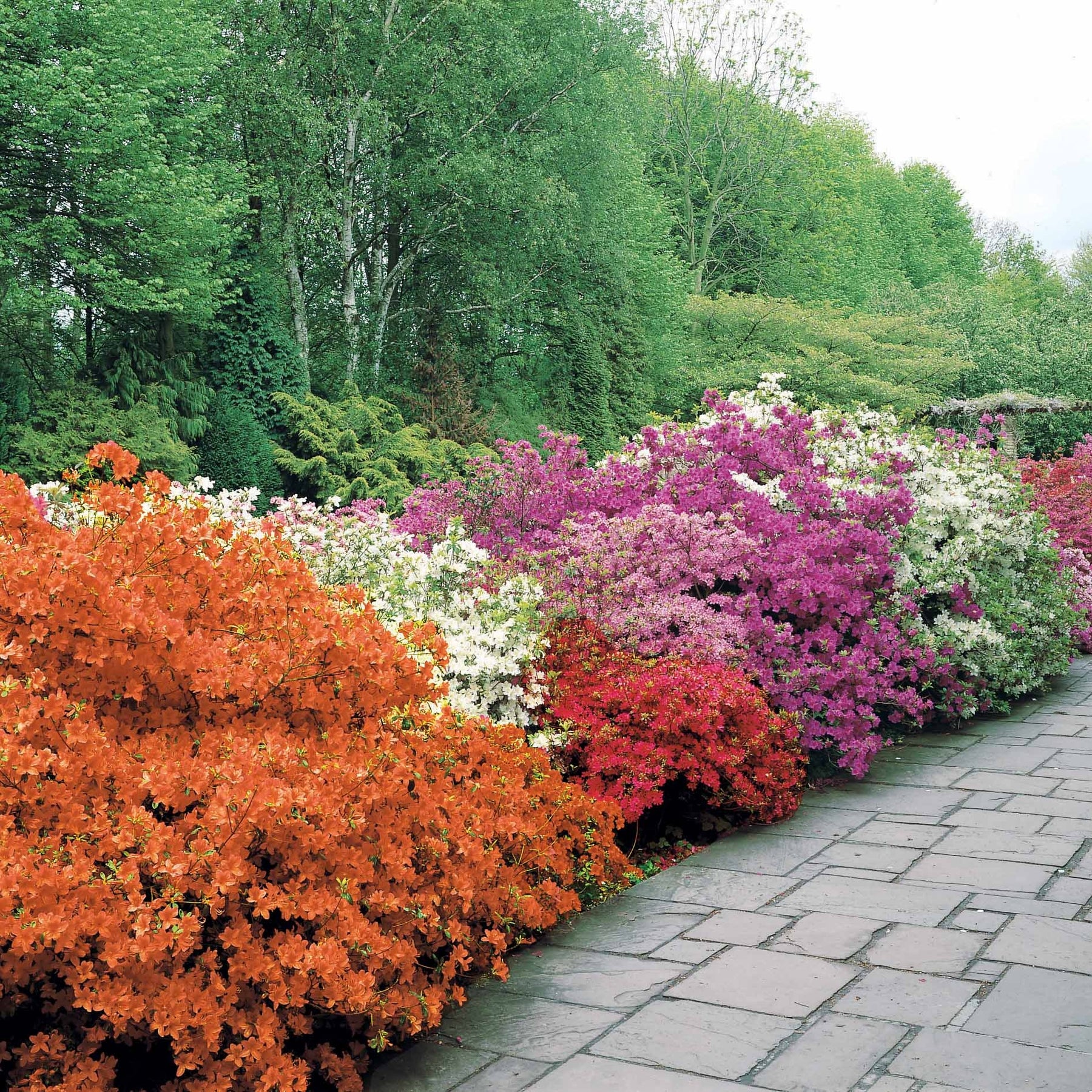 Collection de 3 Azalées du Japon : rouge, rose, violette - Azalea japonica - Willemse