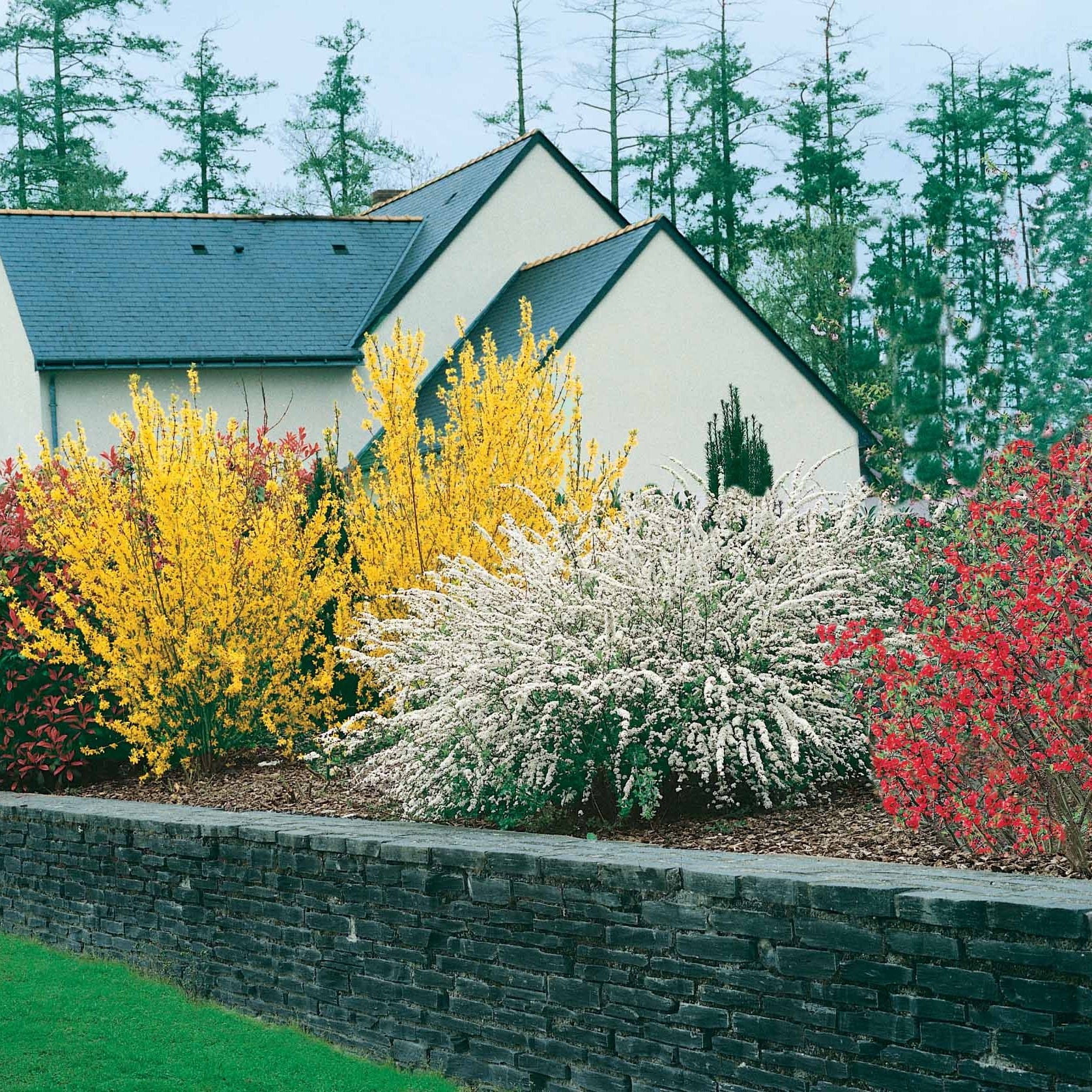 Collection Haie printanière - 4 arbustes - Photinia, Forsythia, Spireae Grefsheim , Chaneomeles - Collections d'arbustes