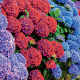 Collection de 4 Hortensias rouges et bleus - Willemse