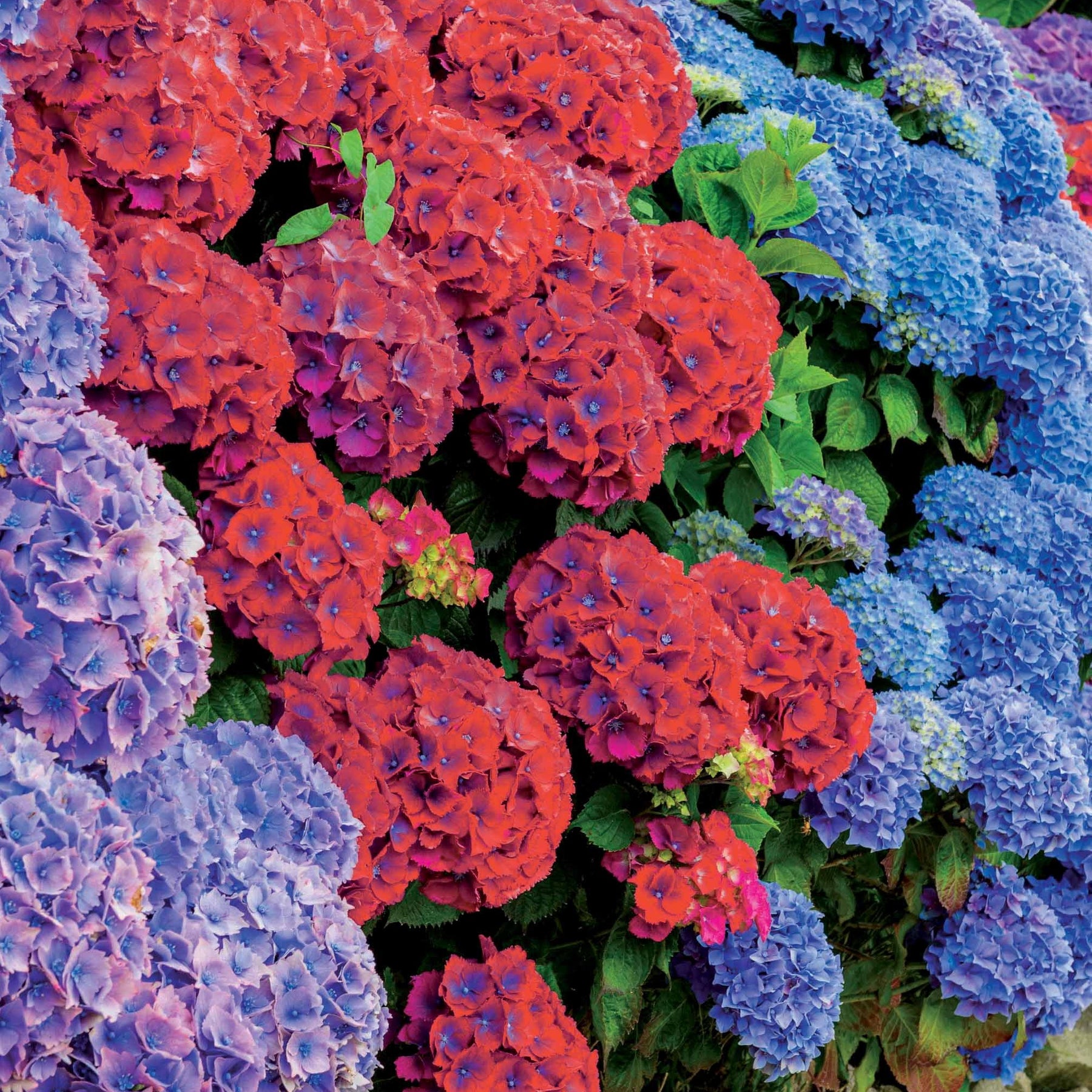 Collection de 4 Hortensias rouges et bleus - Willemse