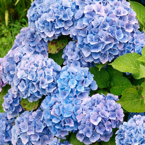 Collection de 4 Hortensias rouges et bleus - Hydrangea macrophylla - Willemse