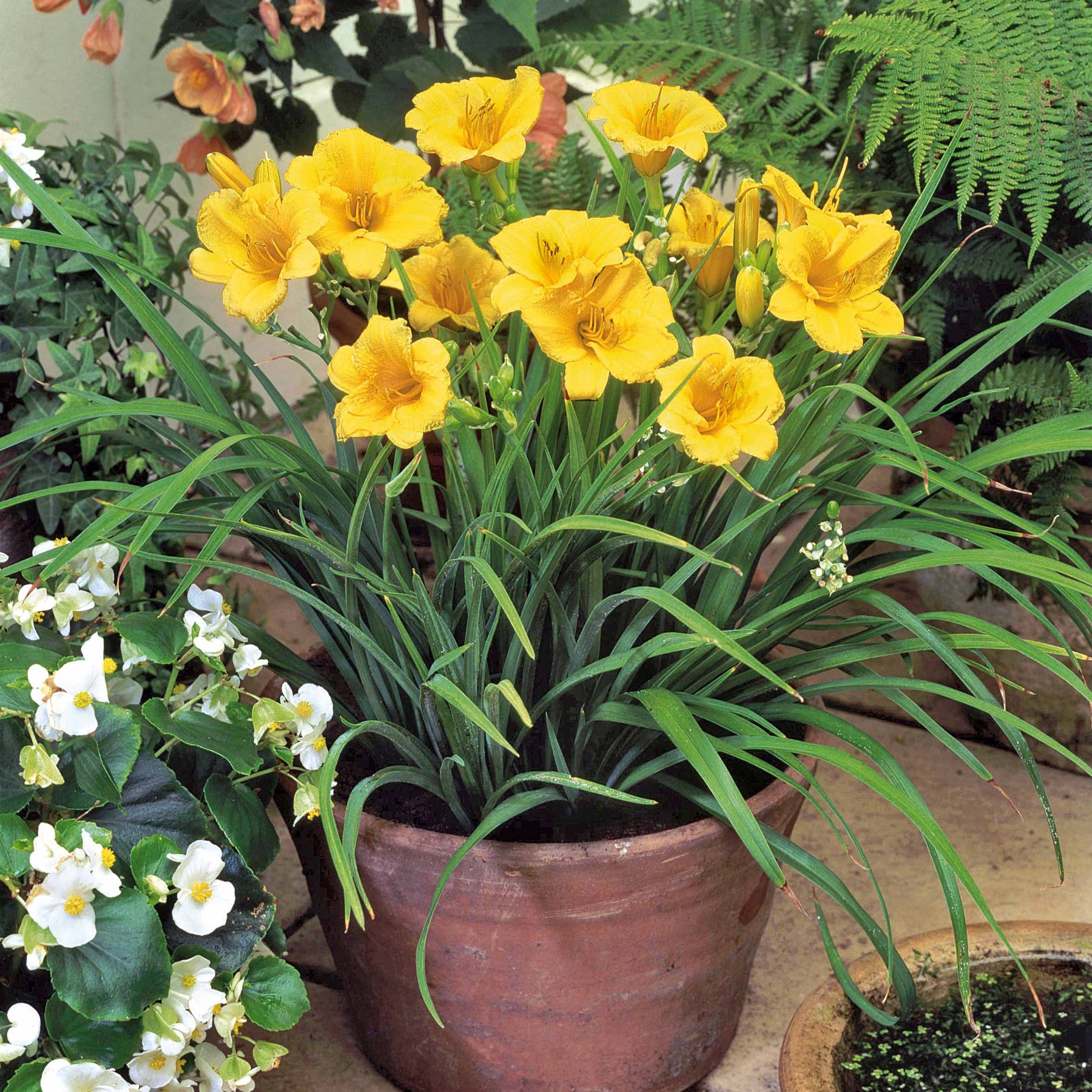 Hémérocalle Stella de Oro - Hemerocallis stella de oro - Plantes vivaces