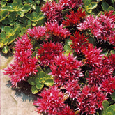 Sedum spurium Fuldaglut - Willemse