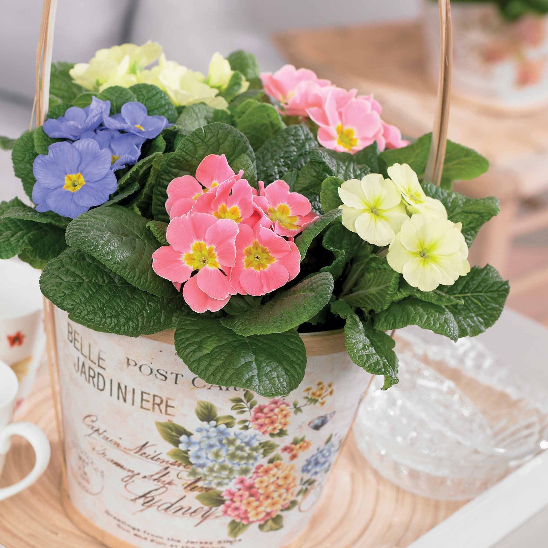 3 Primevères pastel en mélange - Primula candy mix - Plantes