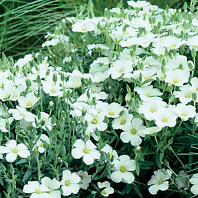 Sabline des Montagnes - Arenaria montana - Plantes vivaces