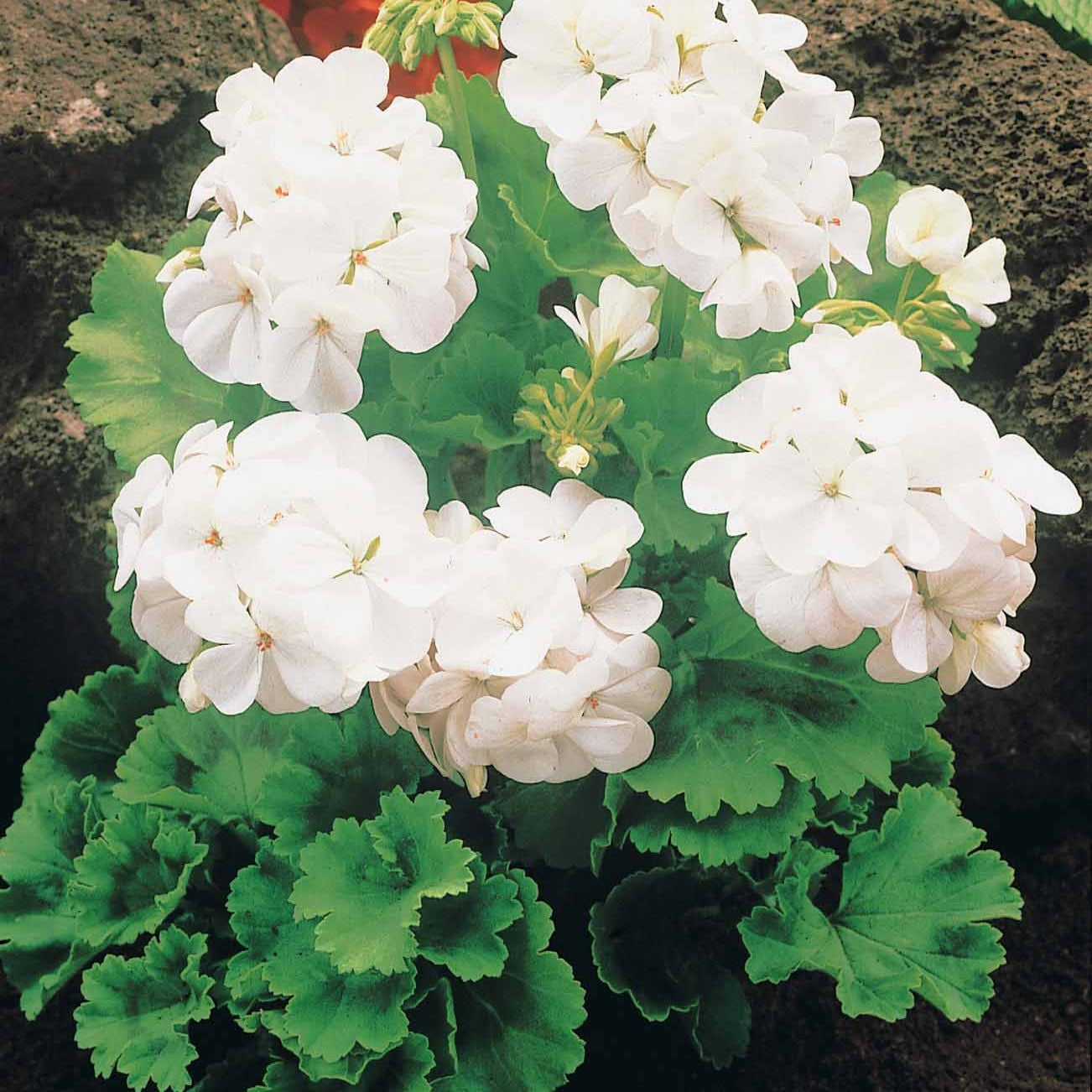 6 Géraniums à massifs blancs - Pelargonium zonale - Plantes vivaces