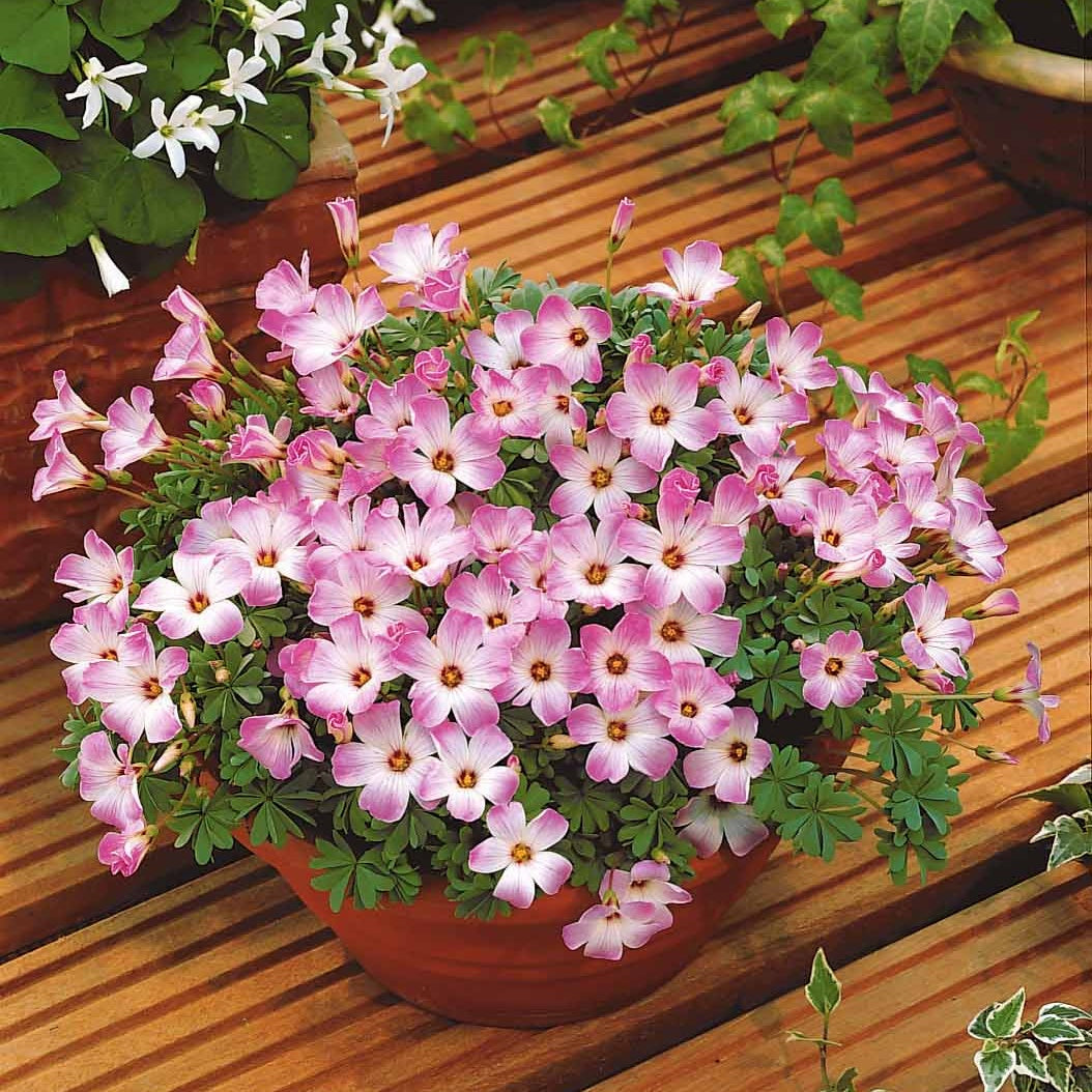 10 Oxalis roses - Oxalis adenophylla - Plantes