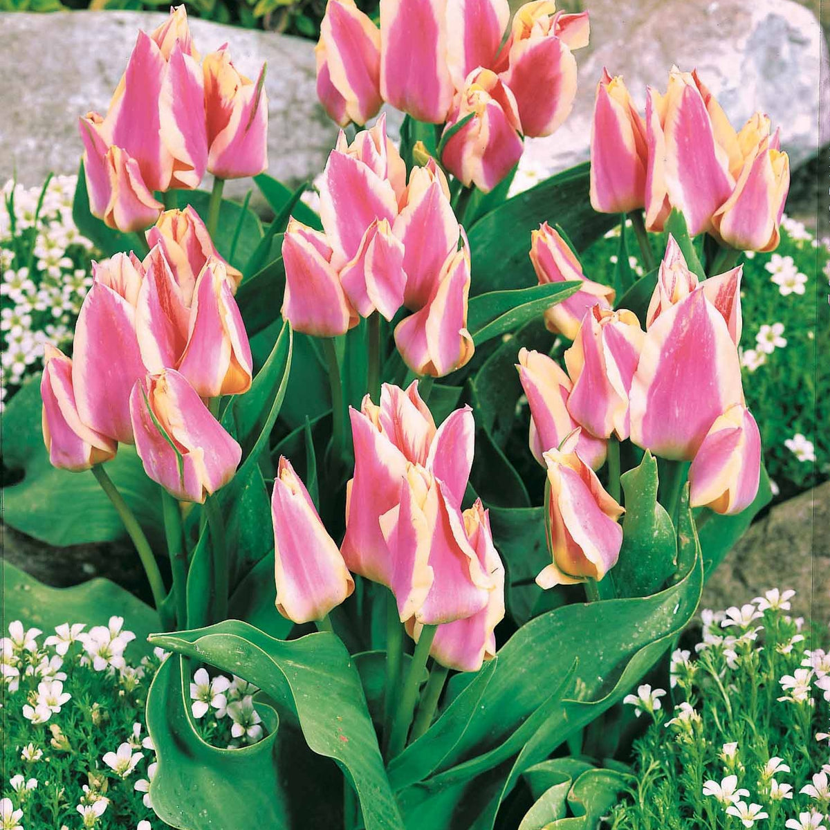 10 Tulipes Quebec - Tulipa greigii quebec - Plantes