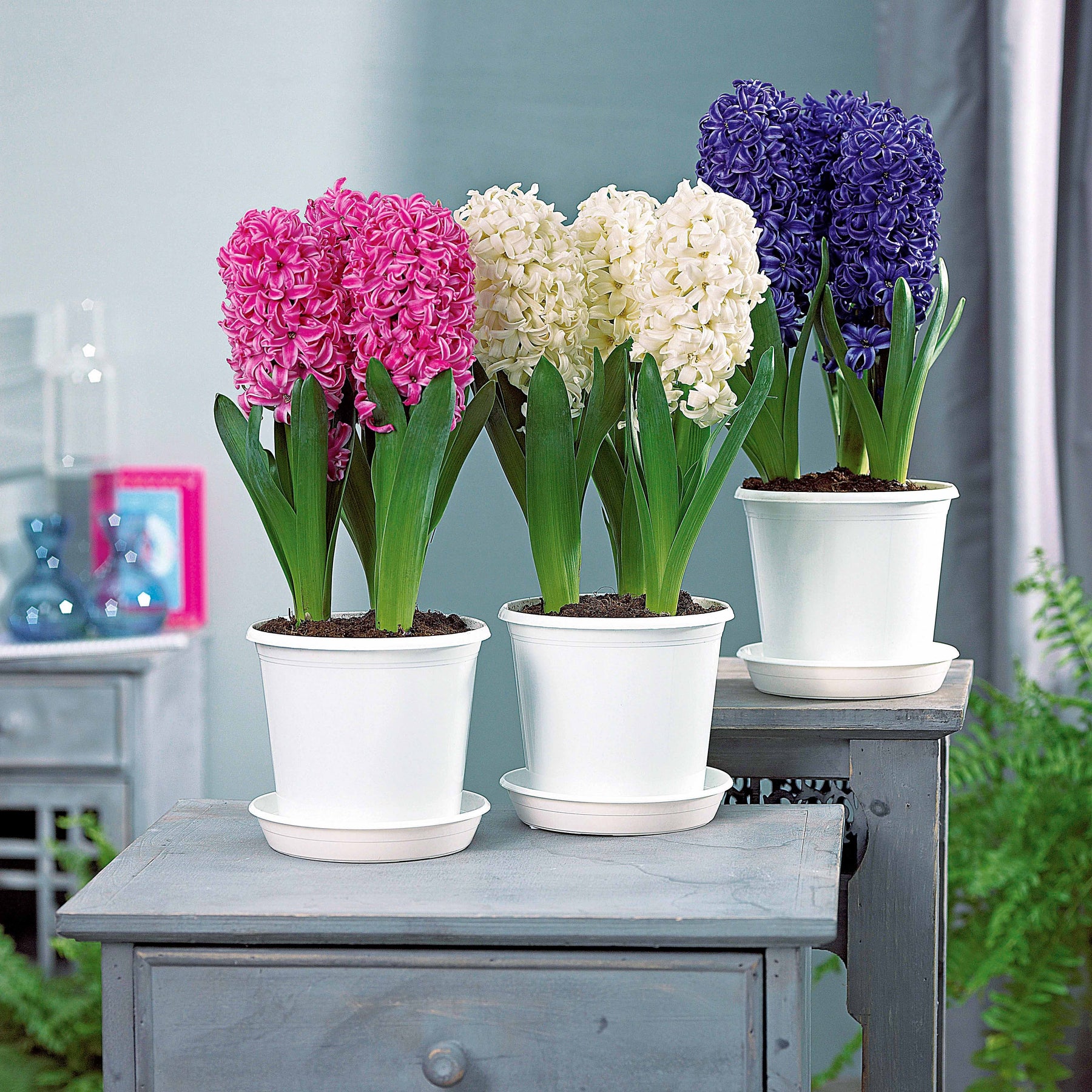 3 Jacinthes préparées roses + pot blanc - Hyacinthus - Plantes d'intérieur