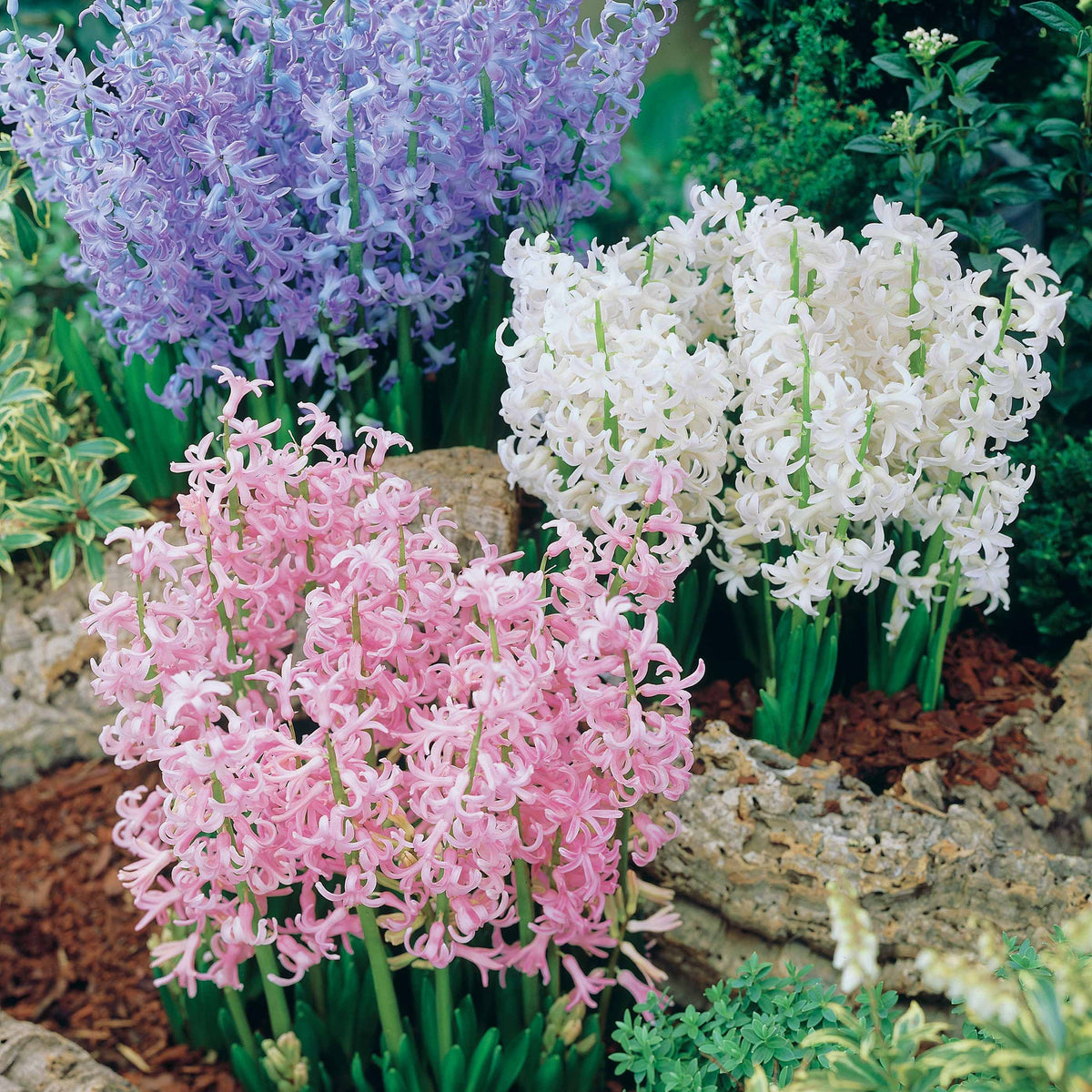 9 jacinthes multiflores Festival (3 bleues + 3 blanches - Hyacinthus festival - Plantes