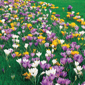 100 Crocus à grosses fleurs en mélange - Crocus vernus - Bulbes à fleurs